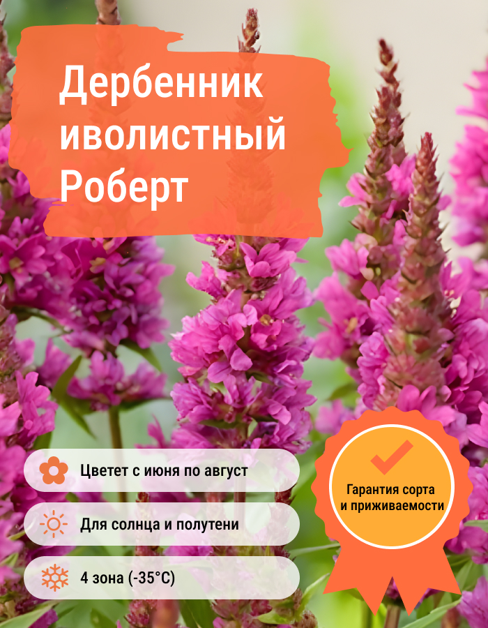 Превью изображения