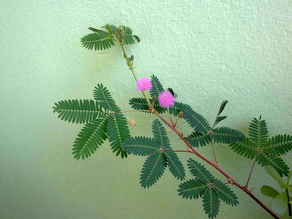 Превью изображения