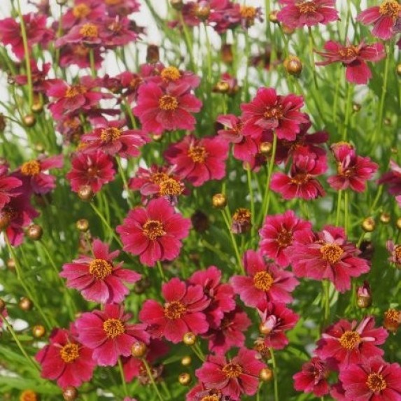 Превью изображения