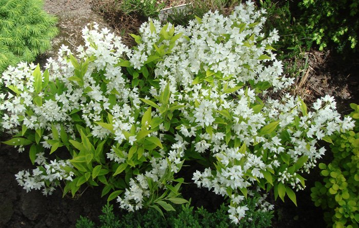 Превью изображения