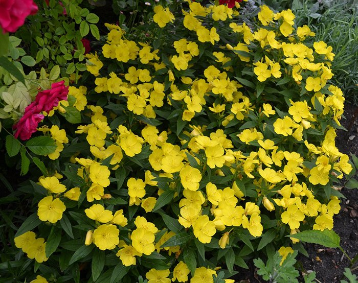 Превью изображения