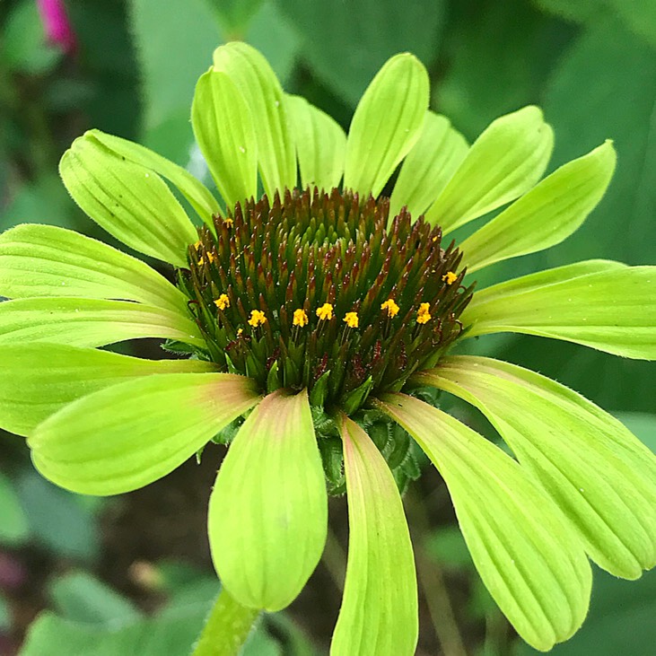 Превью изображения