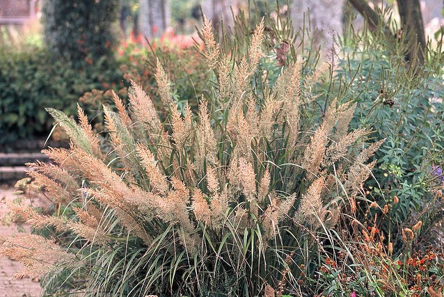 Превью изображения