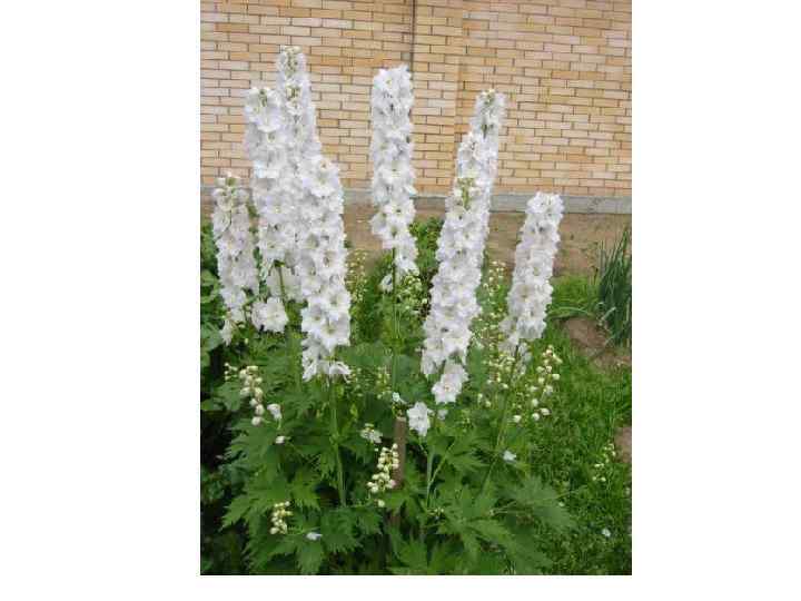 Превью изображения