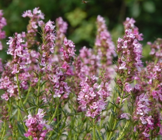 Превью изображения