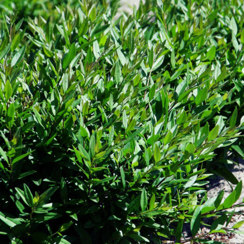 Превью изображения