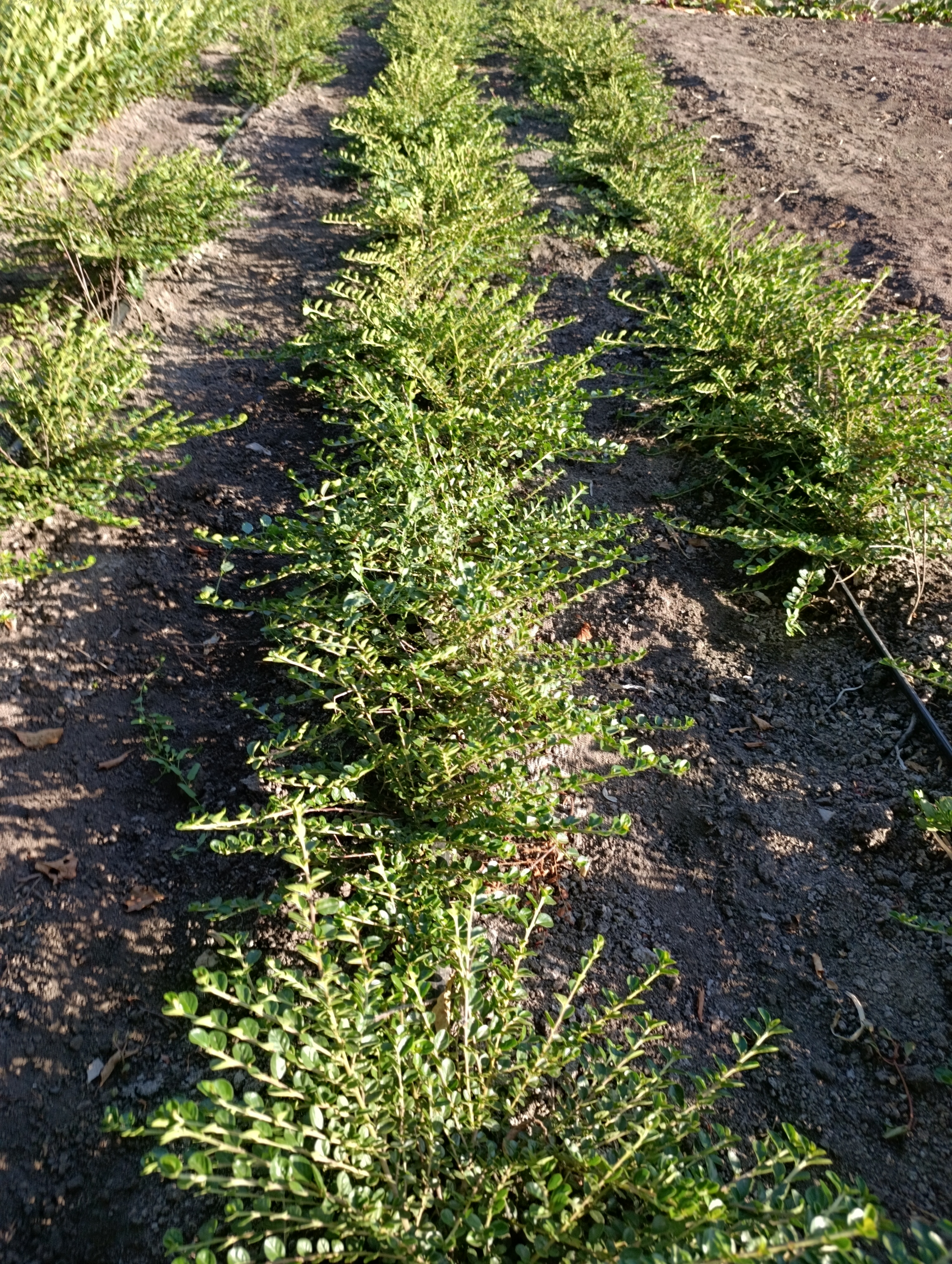 Превью изображения