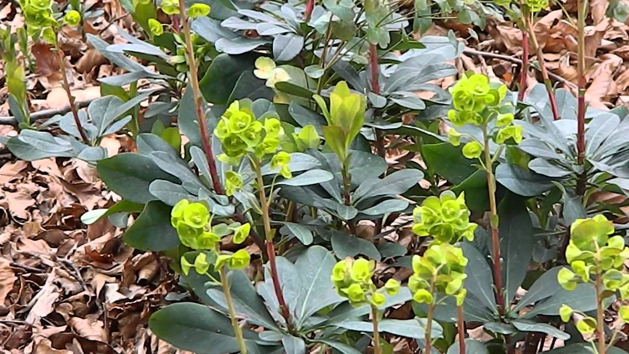 Превью изображения