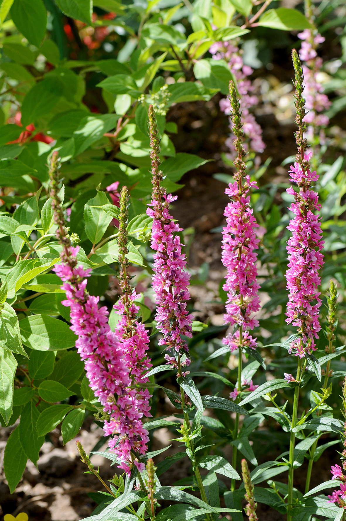 Превью изображения