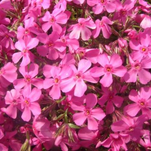 Превью изображения