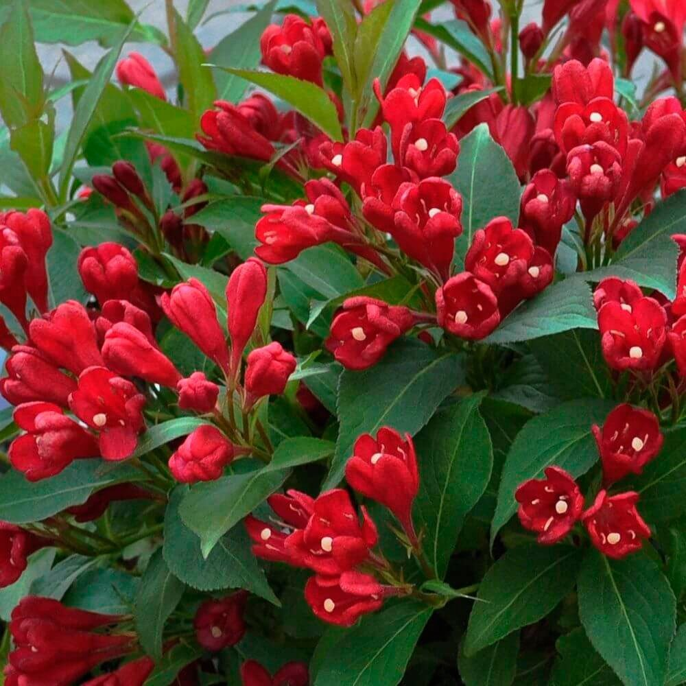 Превью изображения