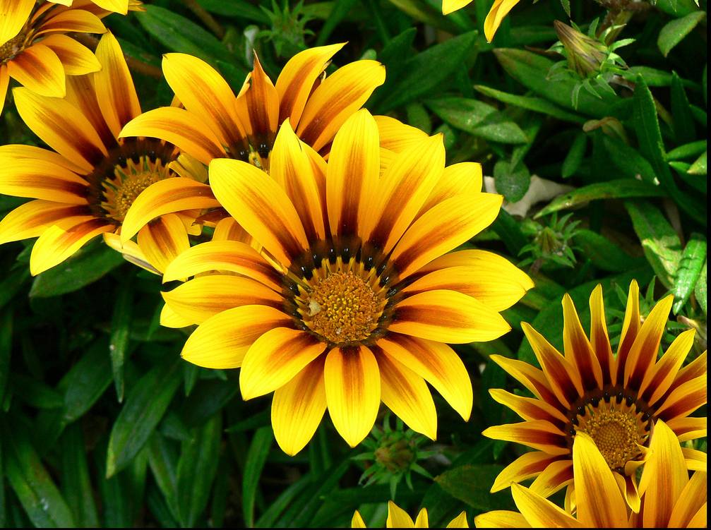 Превью изображения