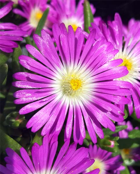 Превью изображения