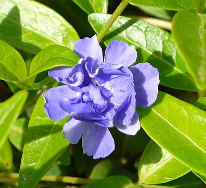 Превью изображения