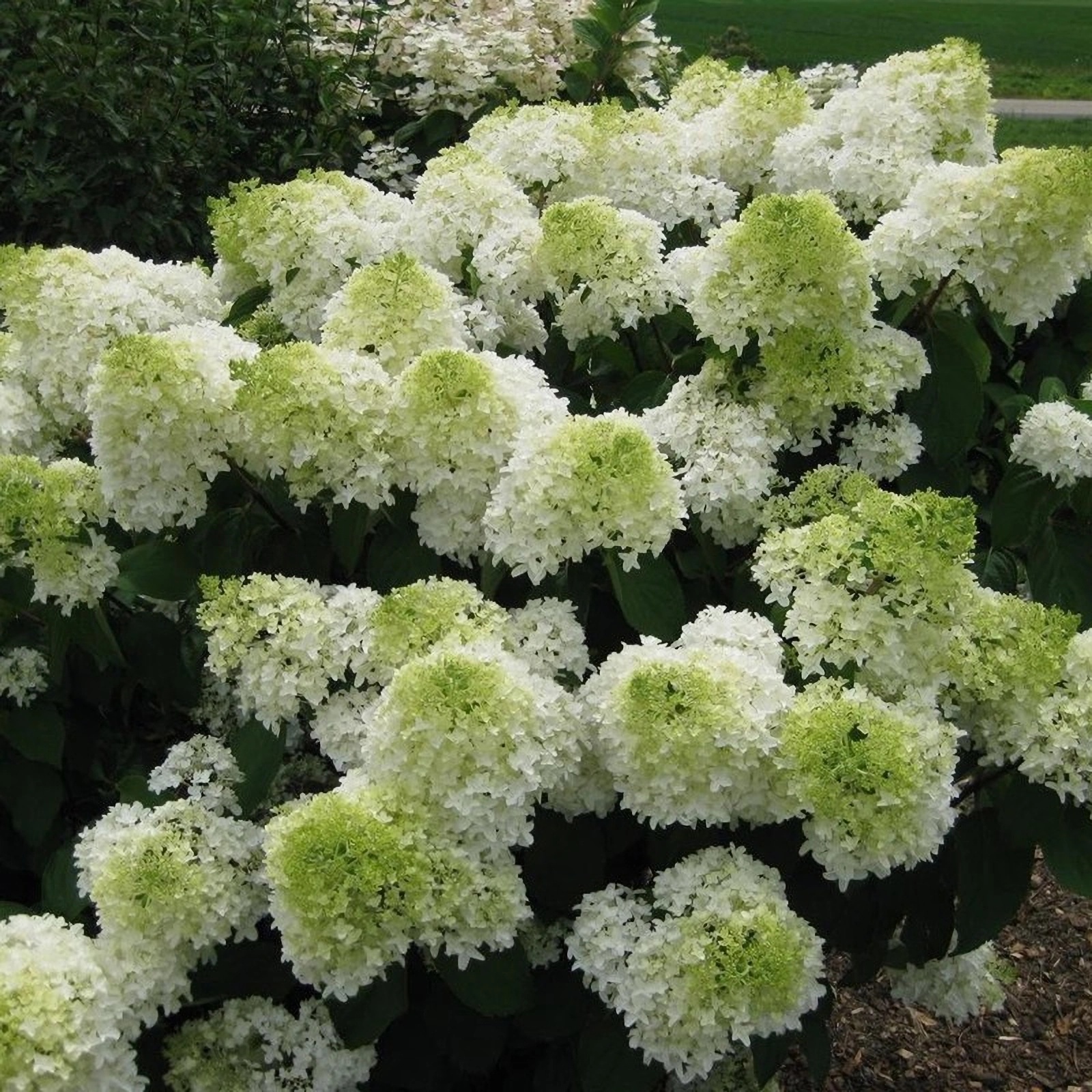 Превью изображения