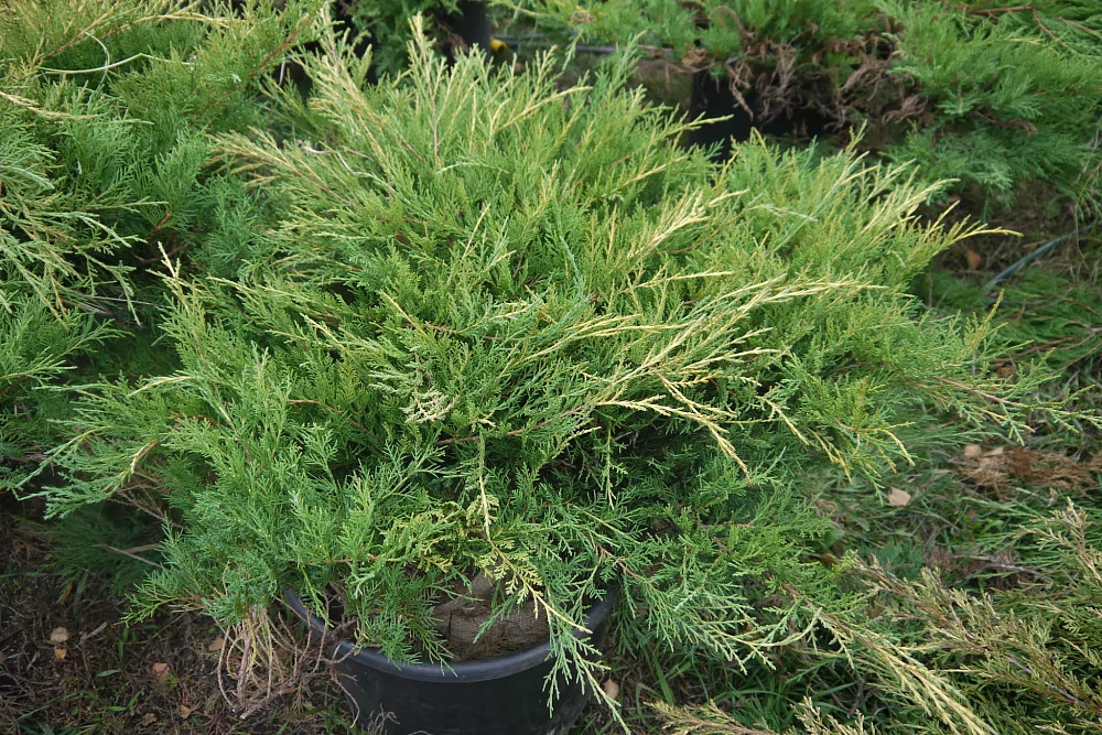 Превью изображения