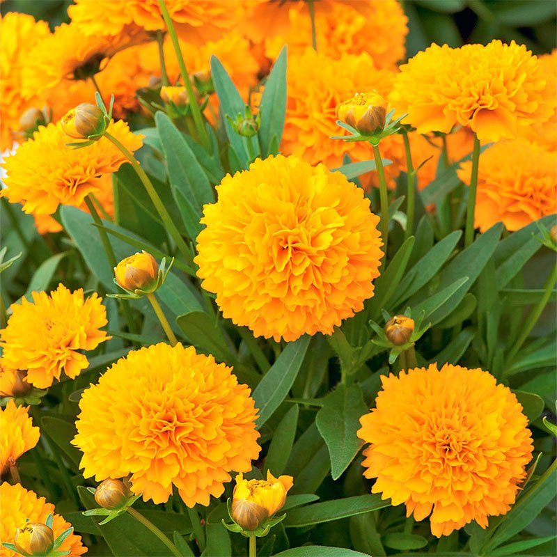 Превью изображения