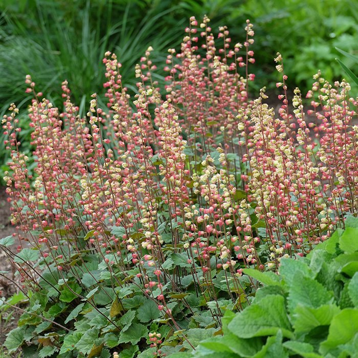 Превью изображения