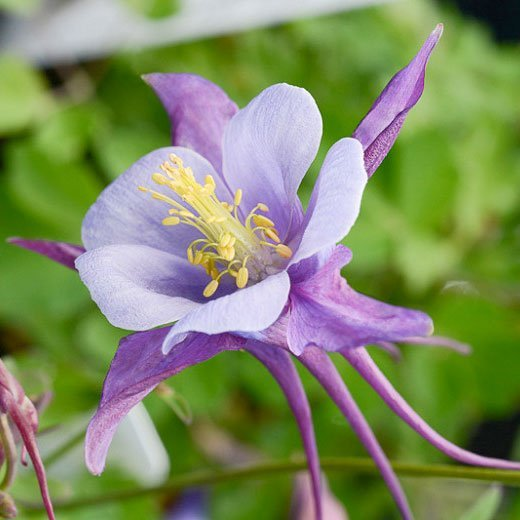 Превью изображения