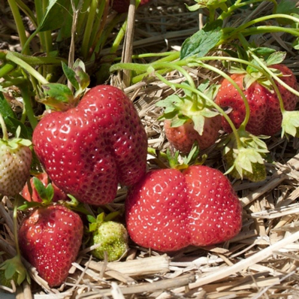 Превью изображения