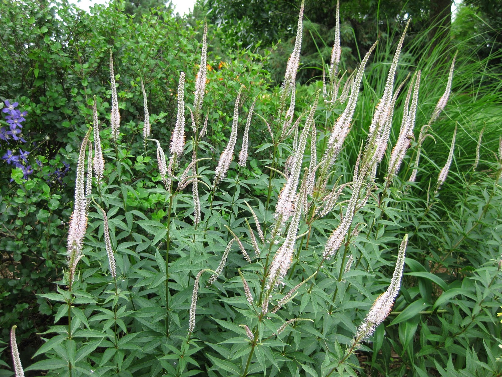 Превью изображения