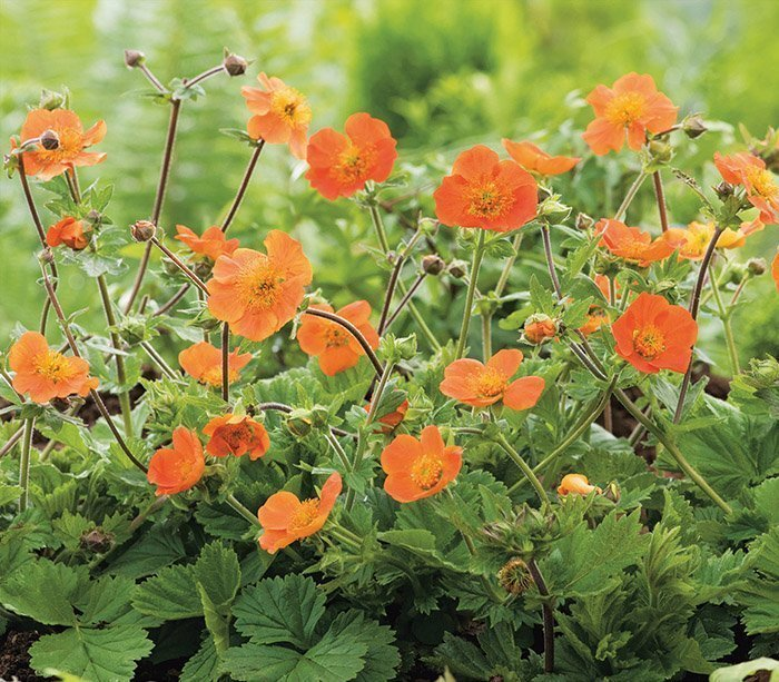 Превью изображения