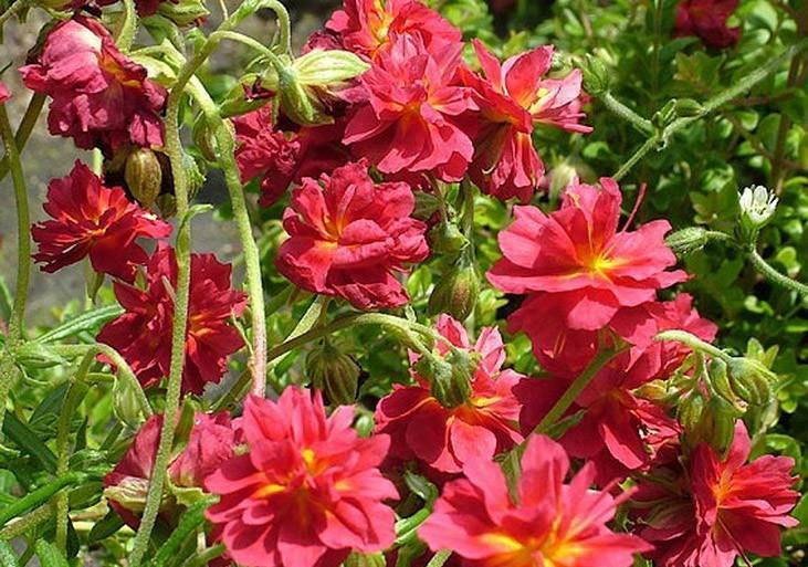 Превью изображения