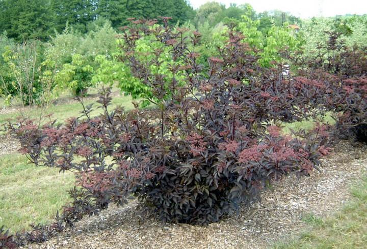 Превью изображения