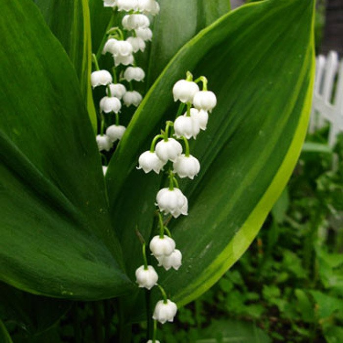 Превью изображения