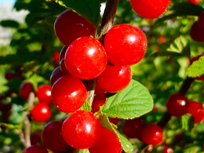 Превью изображения