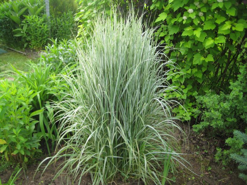 Превью изображения