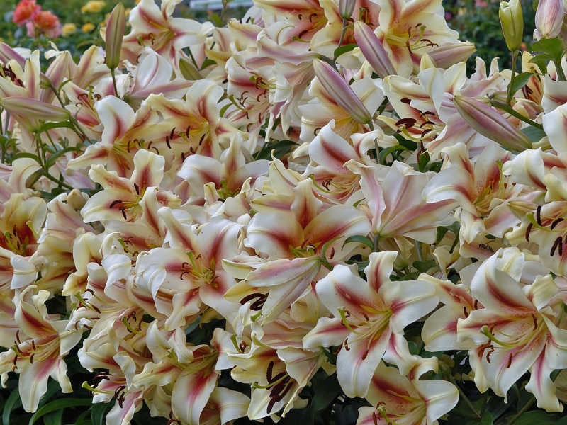 Превью изображения