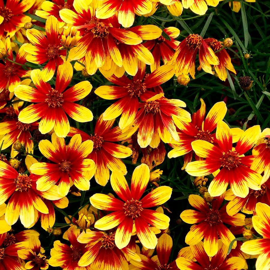 Превью изображения