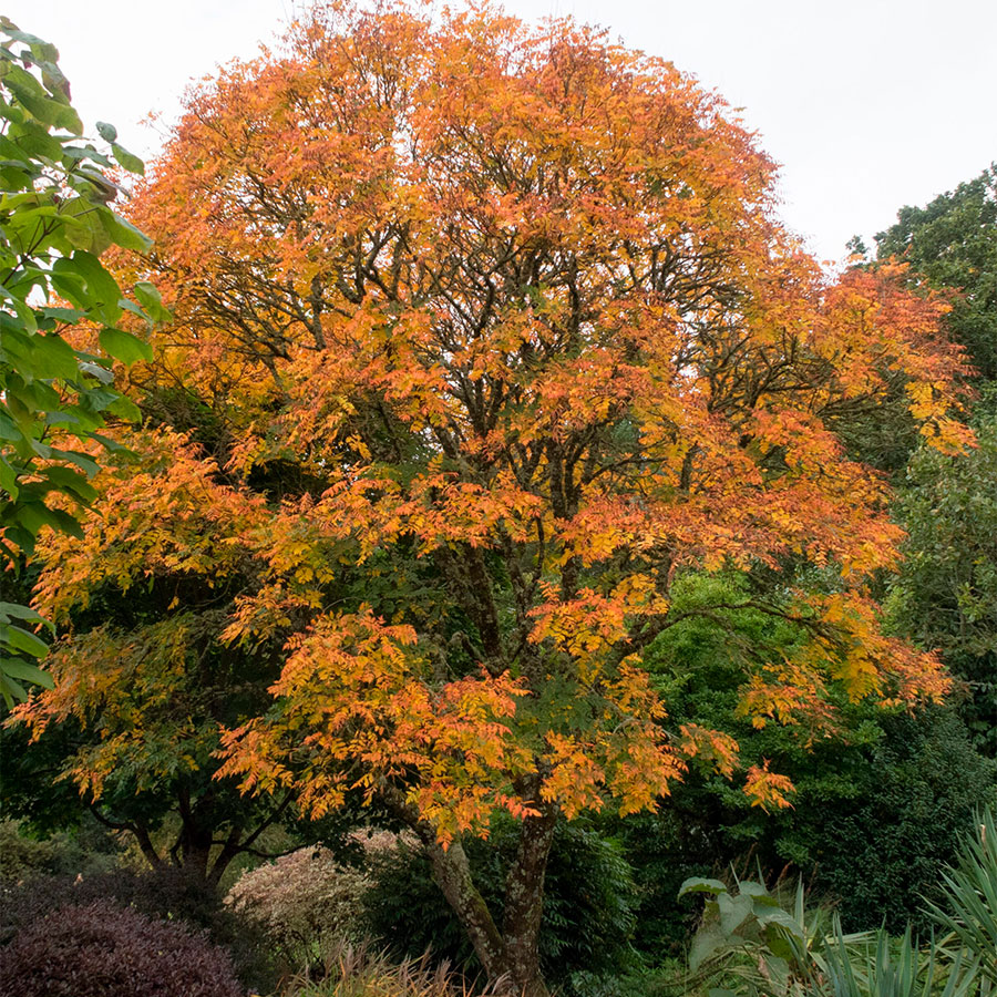 Превью изображения