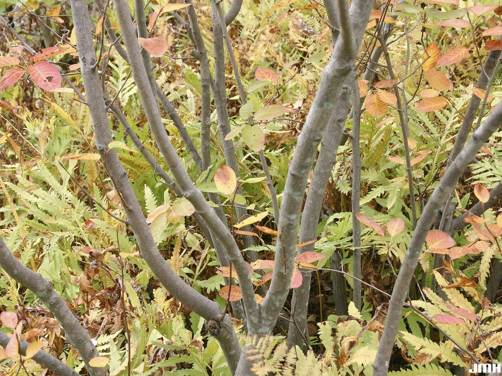 Превью изображения