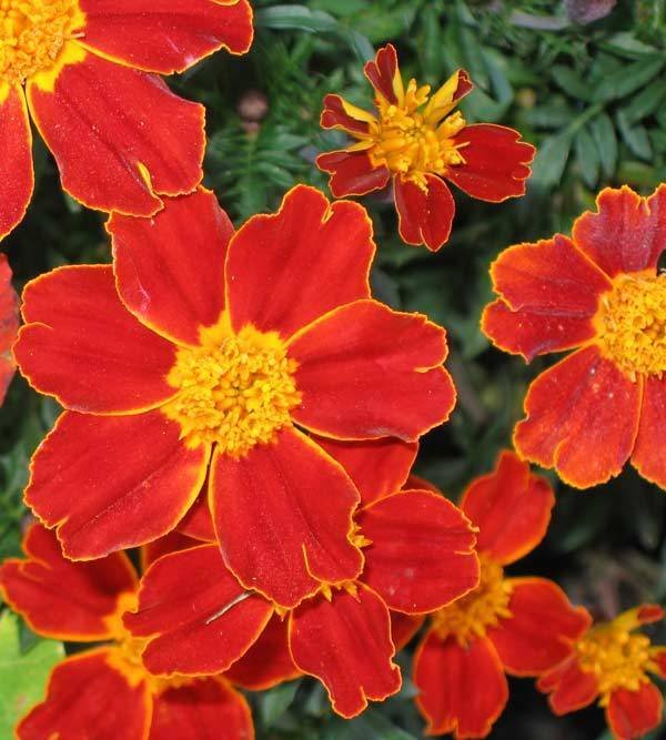 Превью изображения