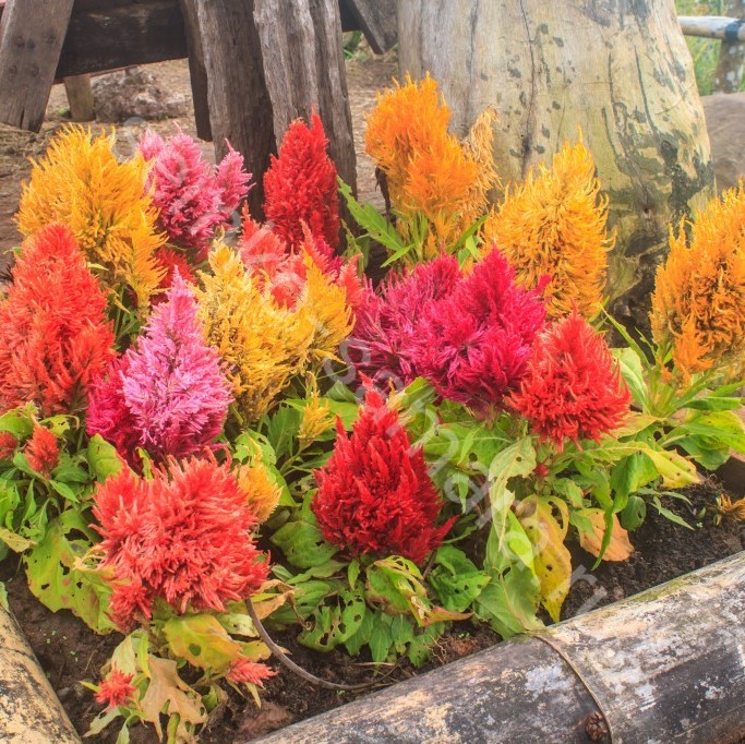 Превью изображения