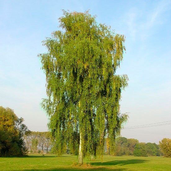 Превью изображения