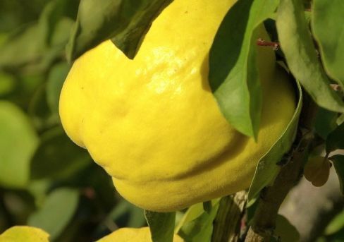 Превью изображения