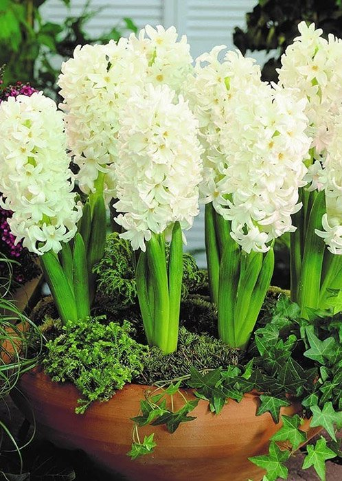 Превью изображения