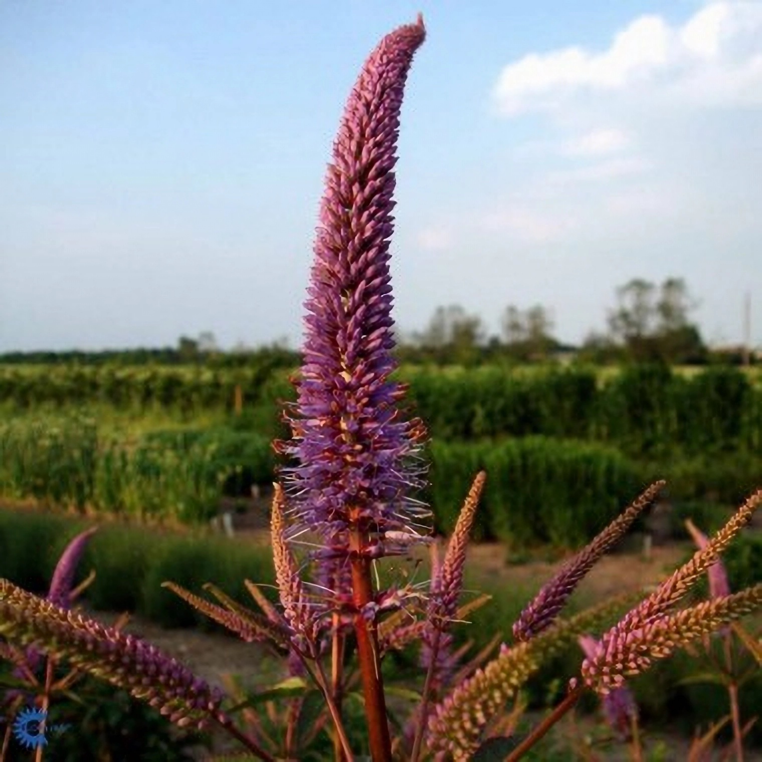 Превью изображения