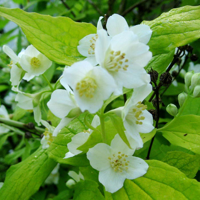 Превью изображения