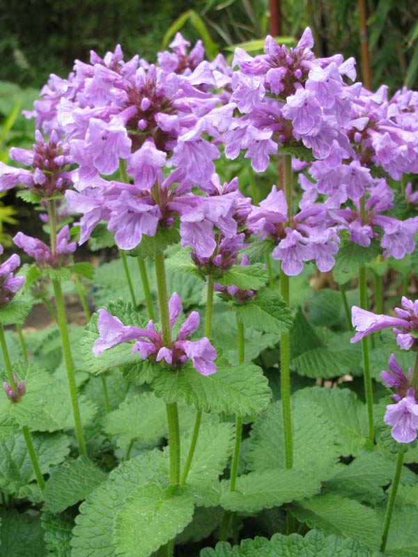 Превью изображения