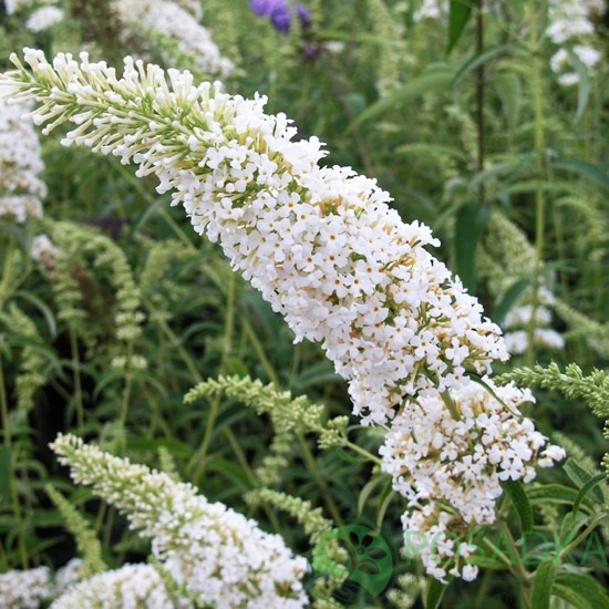 Превью изображения