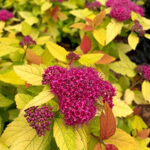 Превью изображения