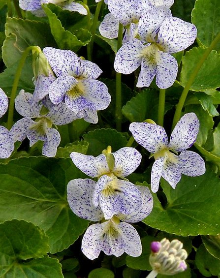 Превью изображения