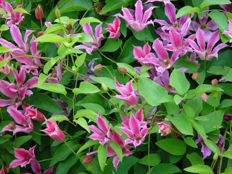 Превью изображения