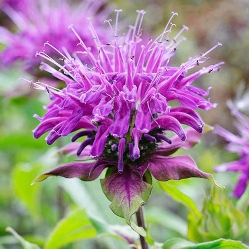 Превью изображения