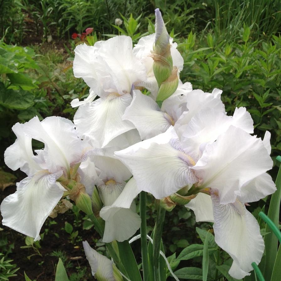 Превью изображения