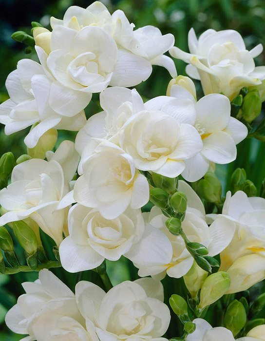 Превью изображения